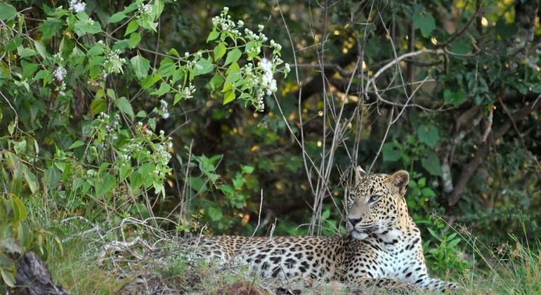 best-safari-in-wilpattu-national-park-en-1