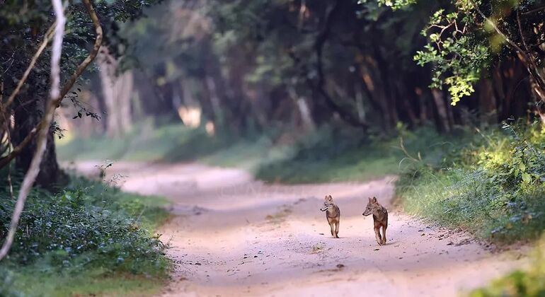 best-safari-in-wilpattu-national-park-en-4