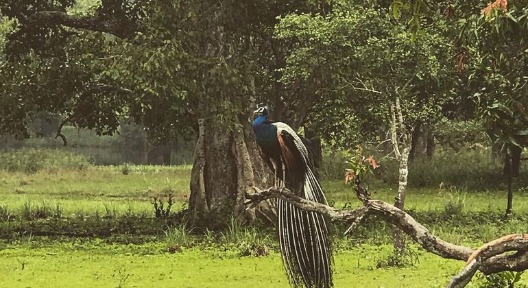 best-safari-in-wilpattu-national-park-en-7