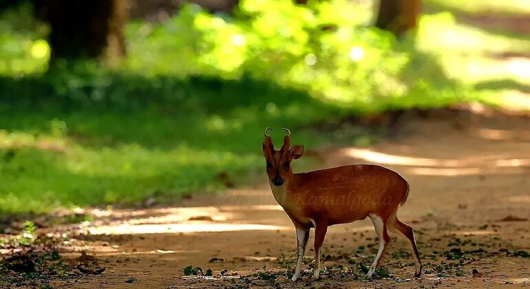 best-safari-in-wilpattu-national-park-en-10