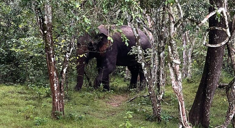 best-safari-in-wilpattu-national-park-en-12