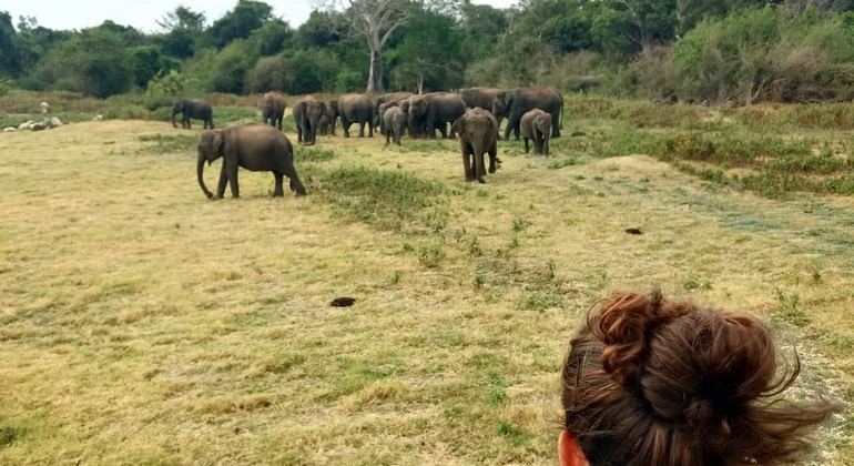 best-safari-in-wilpattu-national-park-en-15