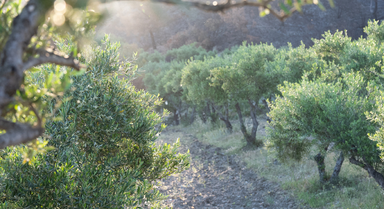 Visita al olivar y al buen aceite de oliva