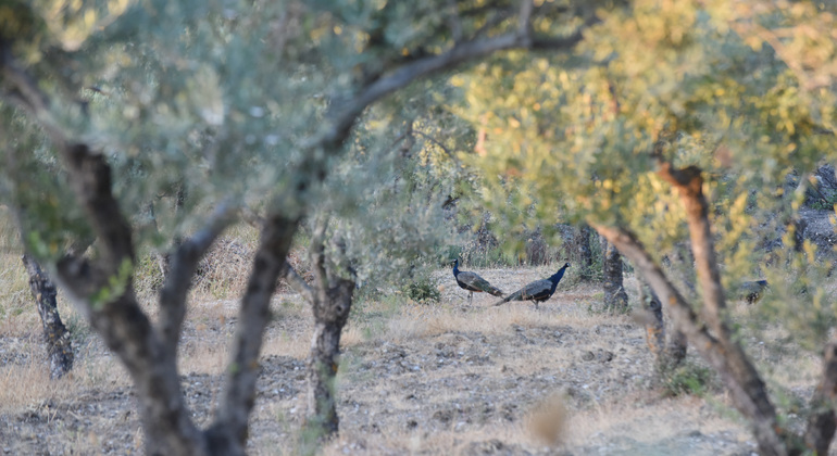 grove-and-the-good-olive-oil-en-1