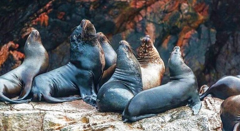 Trip to the Beautiful Ballestas Islands in Paracas