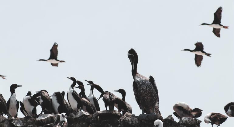 trip-to-the-beautiful-ballestas-islands-in-paracas-en-3