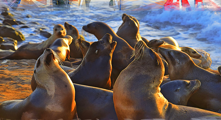 trip-to-the-beautiful-ballestas-islands-in-paracas-en-5