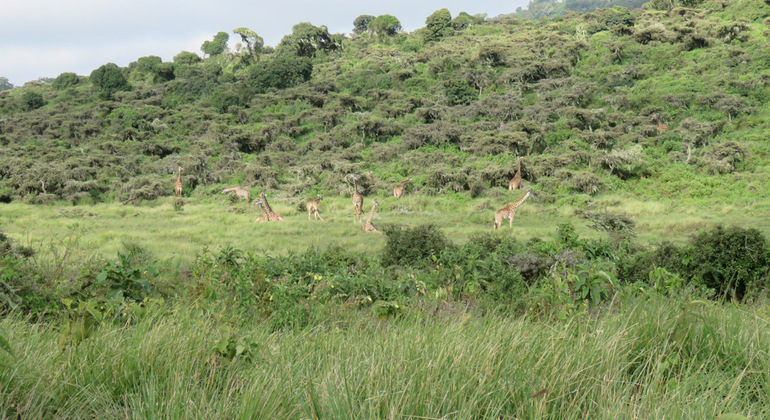 Arusha National Park Day Trip - Arusha | FREETOUR.com