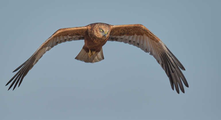 Birdwatching tour - Half-Day in the Danube Delta