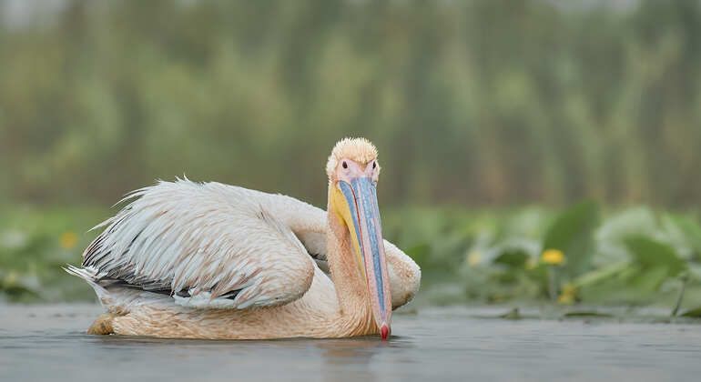 birdwatching-tour-half-day-in-the-danube-delta-en-2