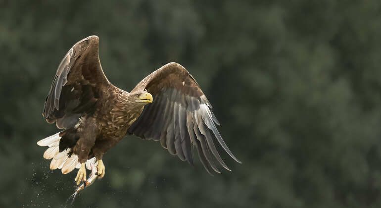 birdwatching-tour-half-day-in-the-danube-delta-en-3