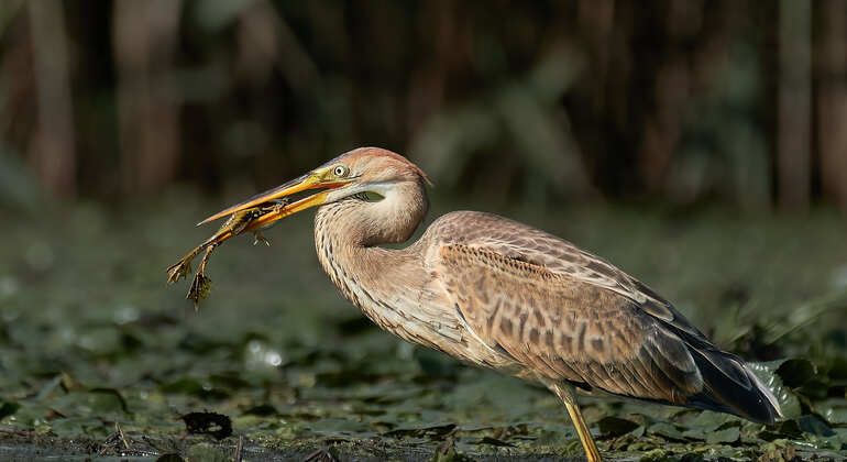 birdwatching-tour-half-day-in-the-danube-delta-en-4