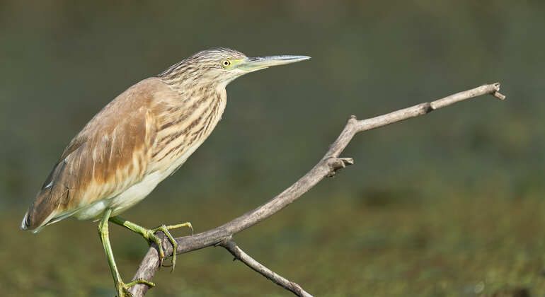 birdwatching-tour-half-day-in-the-danube-delta-en-5