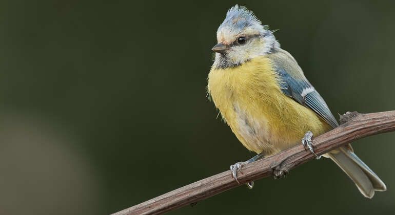 birdwatching-tour-half-day-in-the-danube-delta-en-6