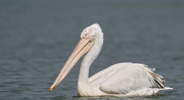 birdwatching-tour-half-day-in-the-danube-delta-en-7