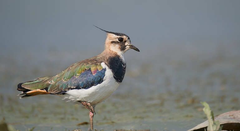 Excursion Ornithologique Demi Journ E Dans Le Delta Du Danube Tulcea Freetour Com