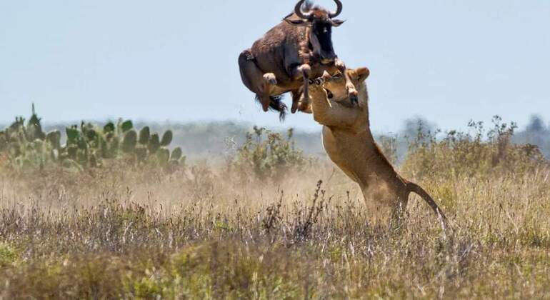 Nairobi National Park Bush Safari - Nairobi | FREETOUR.com