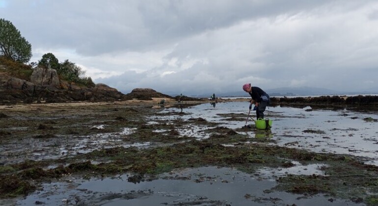 Excursão gratuita de marisco nas Rias Baixas Espanha — #1