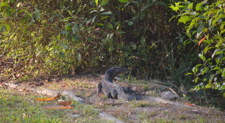 Nature Walk in Suburbs of Colombo - Colombo | FREETOUR.com