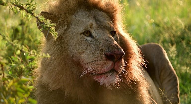 safari salvaje de 3 días y 2 noches en Maasai Mara