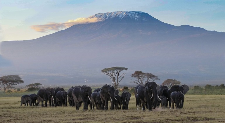 safari de 3 días en Amboseli Tsavo, Parque Nacional del Oeste