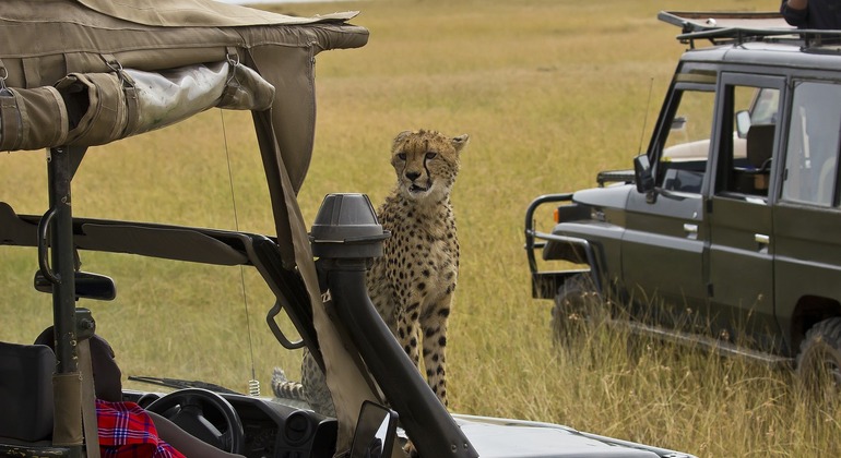 Excursión al Parque Nacional de Masaimara