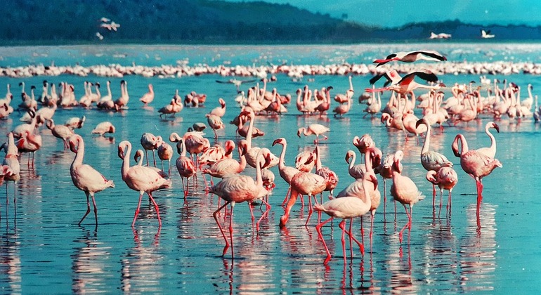 excursión de 1 día al Parque Nacional del Lago Nakuru