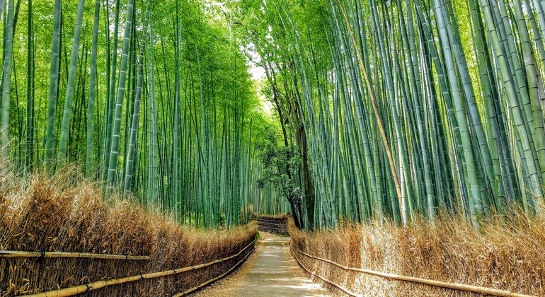 Kioto Arashiyama Tour - Bambú, Monos, Templo, Zen y Gemas