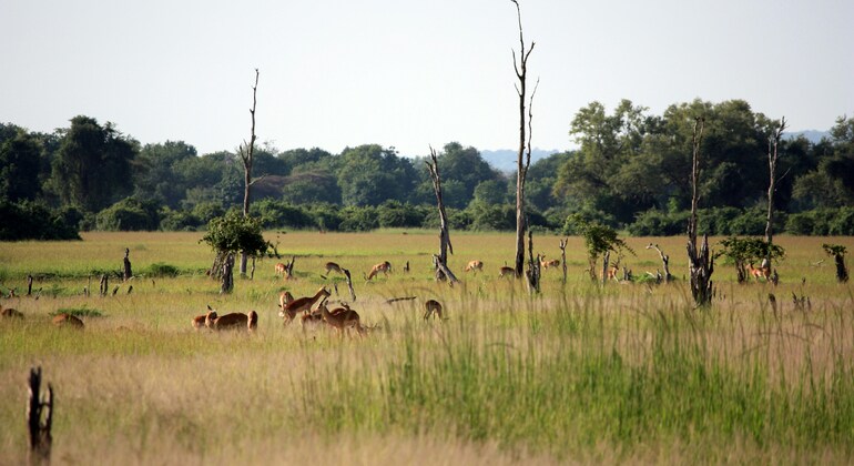 Walking like a Local in Mpika, Zambia