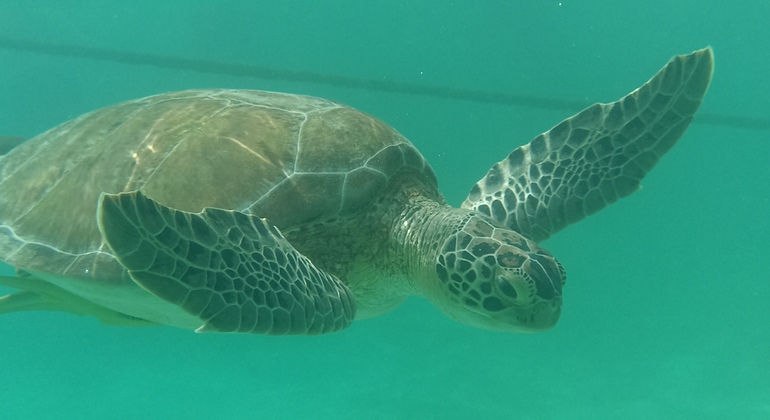 Turtles Snorkel, Biking And Natural Aquarium Snorkel