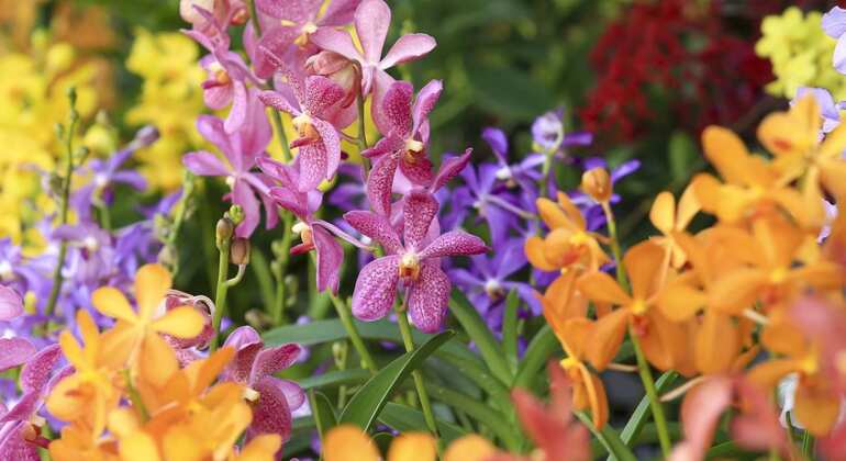 National Orchid Garden - Admission - Singapore | FREETOUR.com