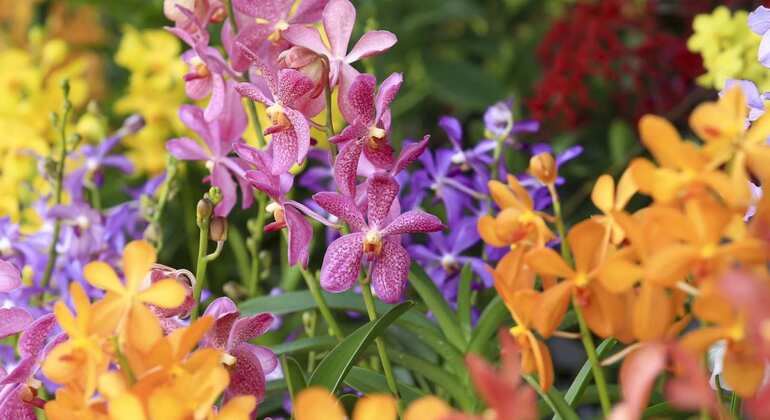 national-orchid-garden-admission-singapore-freetour