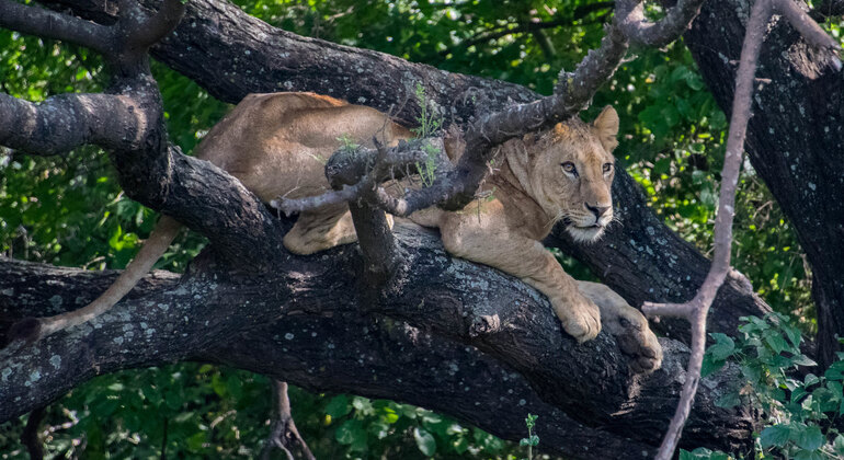 Excursión de un día al Parque Nacional del Lago Manyara