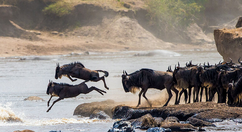 4 Days - Maasai Mara National Reserve