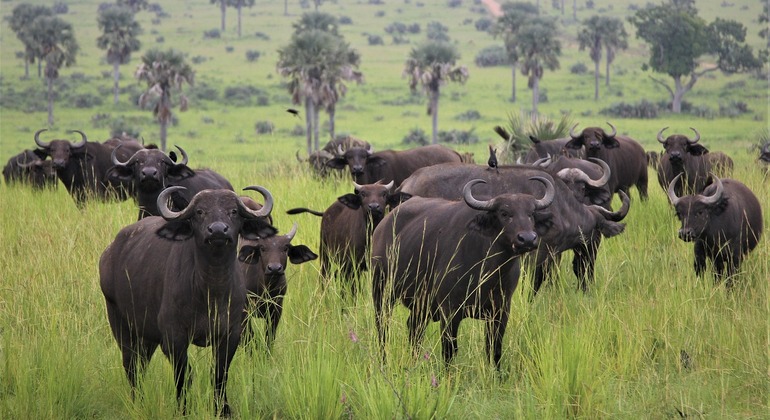 1 journée d'excursion dans le parc national d'Arusha