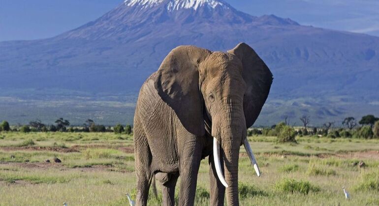 three-days-amboseli-safari-from-nairobi-es-1