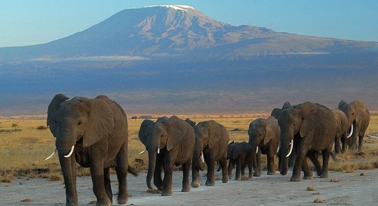 three-days-amboseli-safari-from-nairobi-es-3