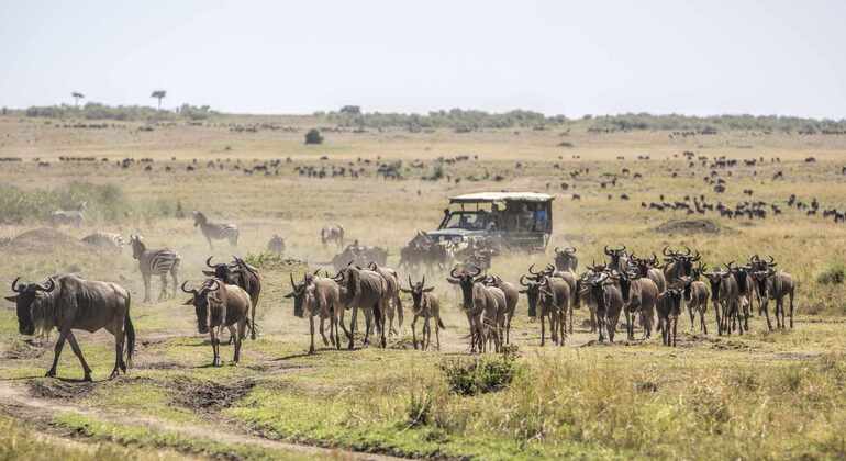 three-days-amboseli-safari-from-nairobi-es-4