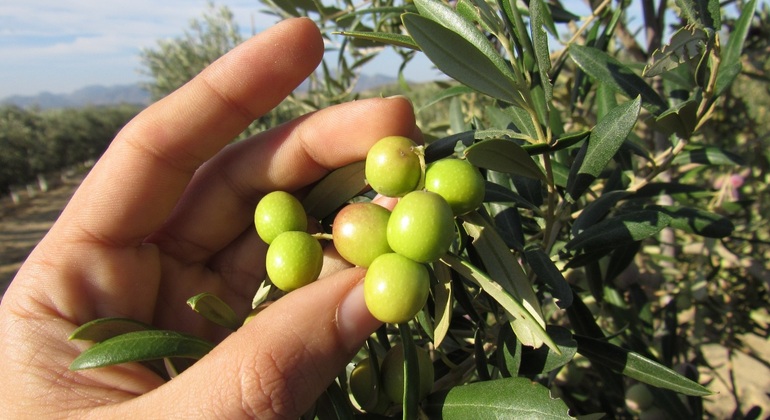 oleoturismo-en-pulpi-visita-guiada-con-degustacion-de-aove-es-3