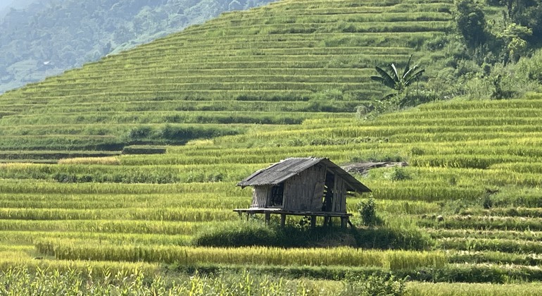 The Most Beautiful Terraced Fields Trekking - Sapa | FREETOUR.com