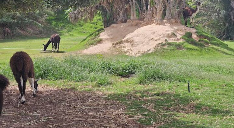 Africano Park Jungle Safari, Crucero, Cueva de Reptiles y Pajarera