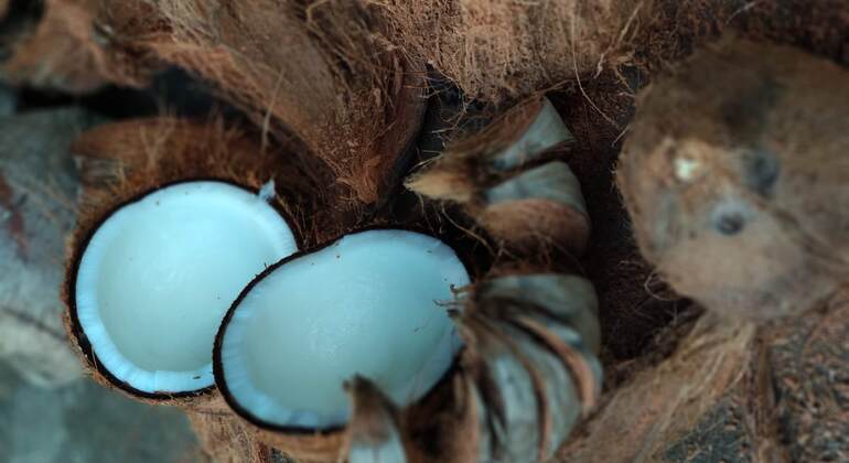 make-traditional-bali-coconut-oil-with-a-balinese-family-es-5