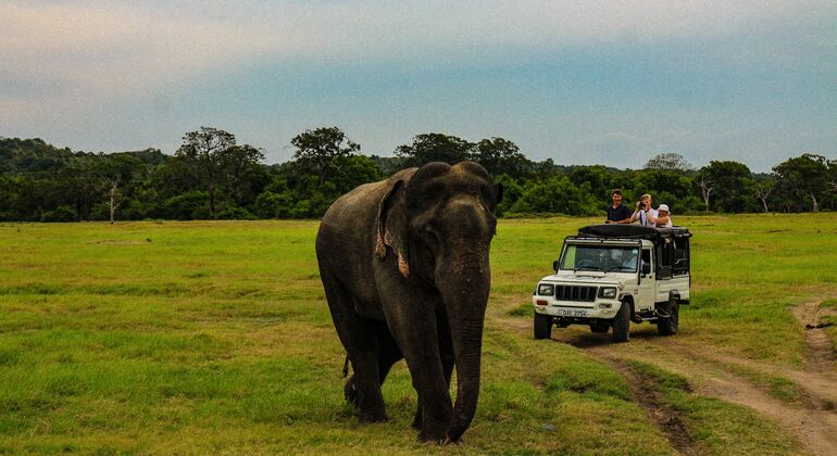 Jeep Safari Through Minneriya National Park - Habarana | FREETOUR.com