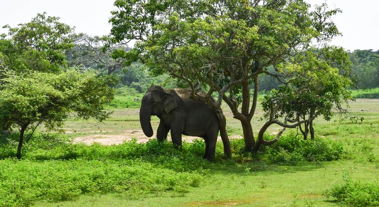 jeep-safari-through-minneriya-national-park-en-2