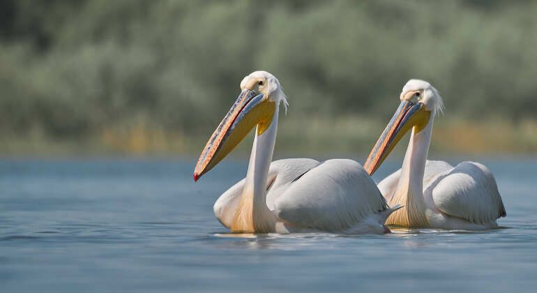 Bird Watching & Photography Private Tour Near Constanta