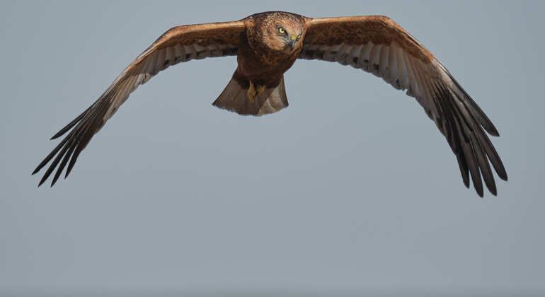 bird-watching-photography-private-tour-near-constanta-en-1