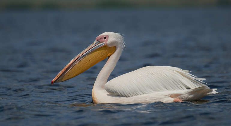 bird-watching-photography-private-tour-near-constanta-en-2