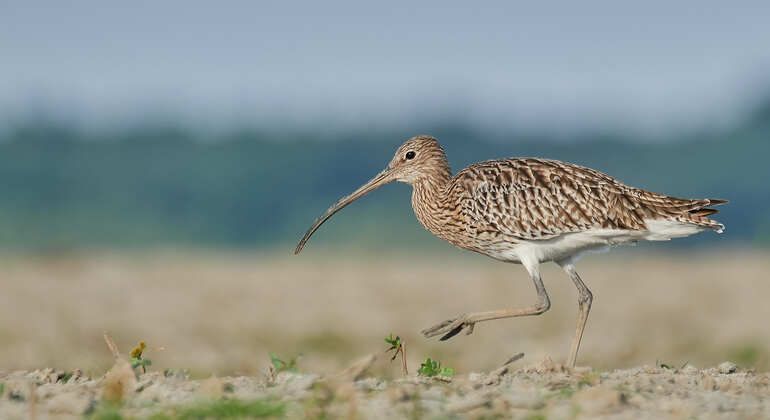 bird-watching-photography-private-tour-near-constanta-en-3