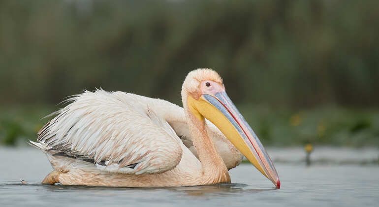 bird-watching-photography-private-tour-near-constanta-en-7