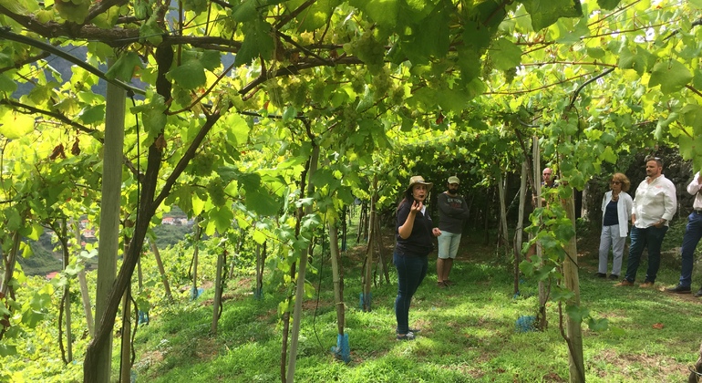 madeira-wine-tastings-vineyards-skywalk-es-3